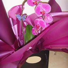 Elegant Orchid