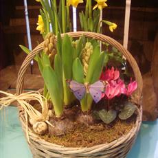 Greywash Narcissi &amp; Hyacinth